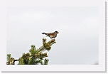 punakylkirastas  Redwing * 800 x 506 * (202KB)